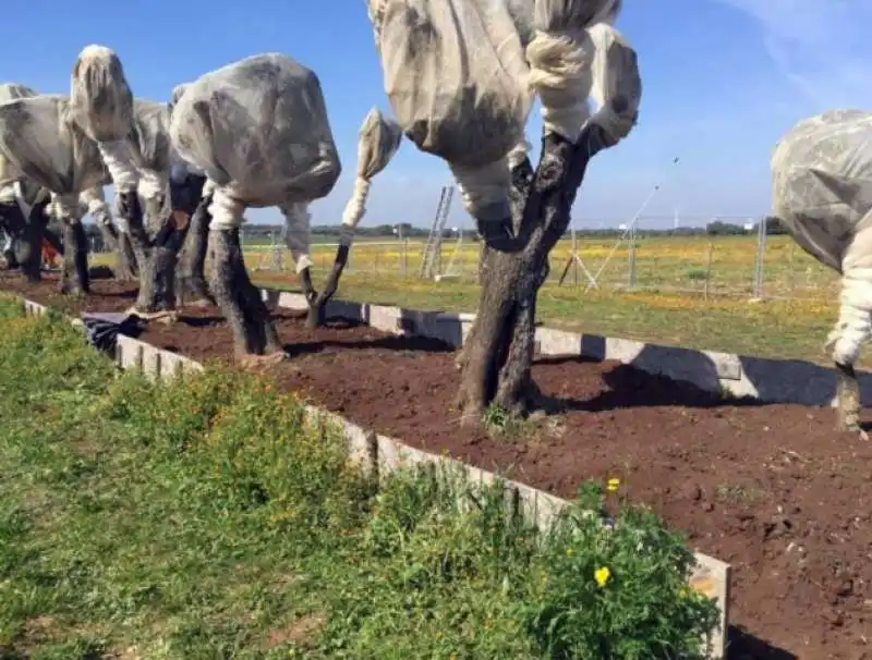 ulivi in puglia   la protesta dei no tap 7