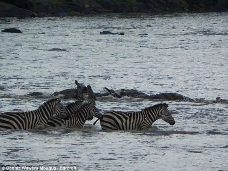 zebre attraversano il fiume mara