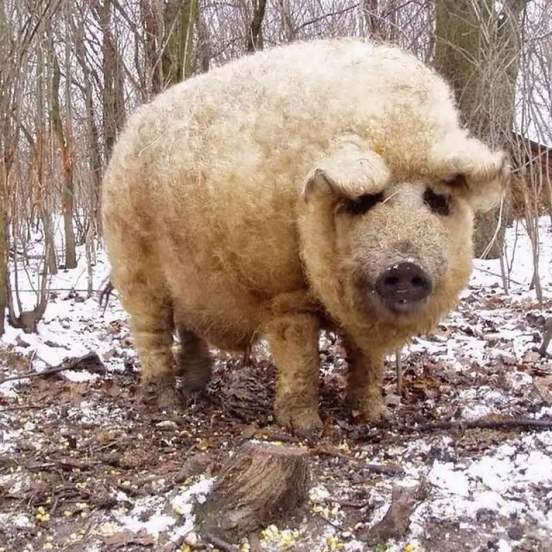 mangalica 1