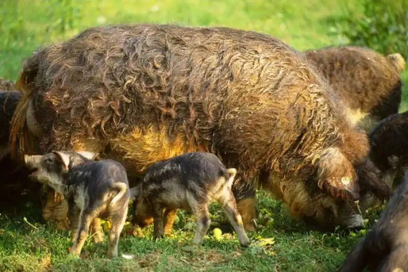 mangalica 2