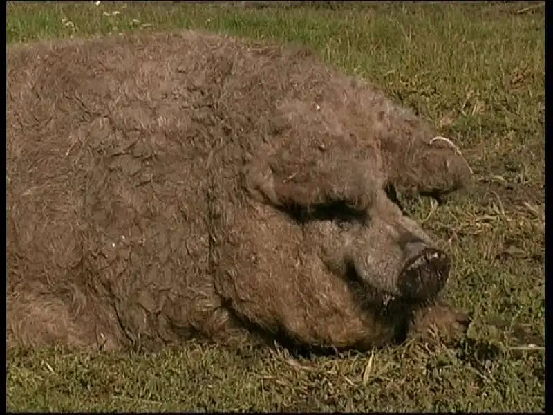 mangalica 4