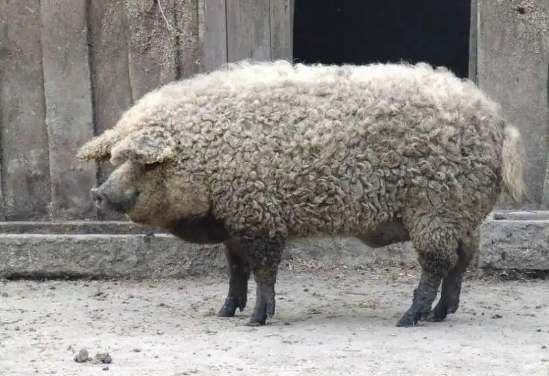 mangalica 5