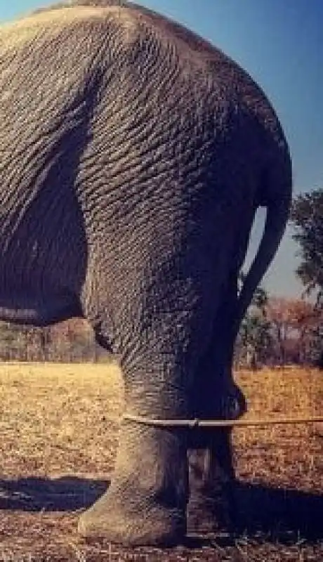 foto reale elefante