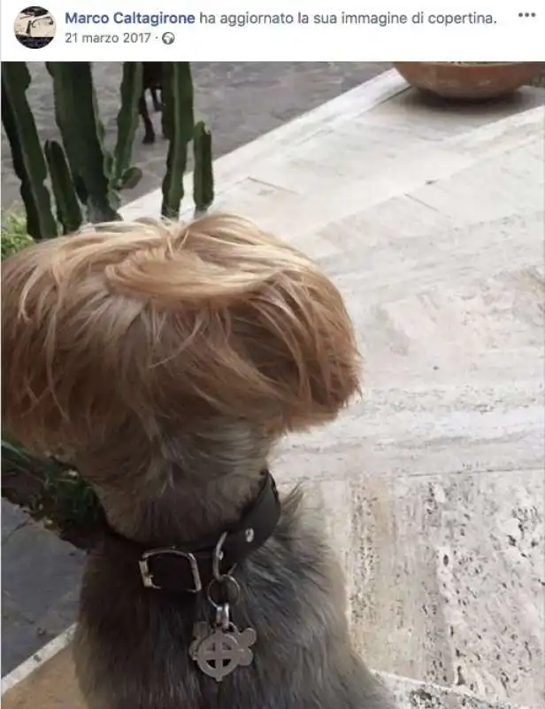 il cane oscar con croce celtica al collo