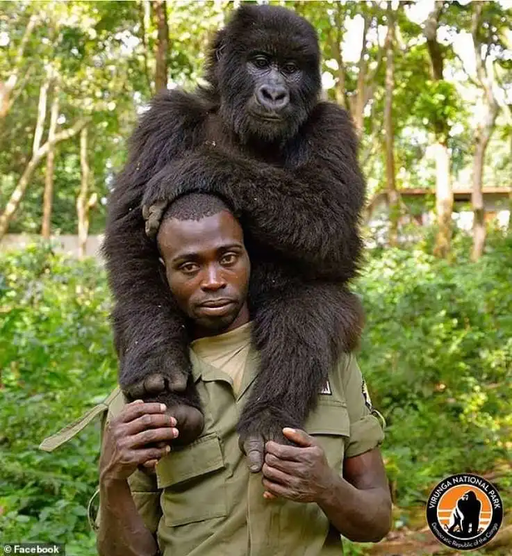 Mathieu Shamavu, guardia del Virunga National Park, uno degli ultimi habitat dei gorilla nella Repubblica Democratica del Congo