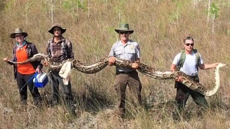 PITONE CATTURATO ALLE EVERGLADES