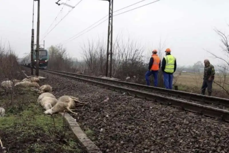 treno investe gregge di pecore 3