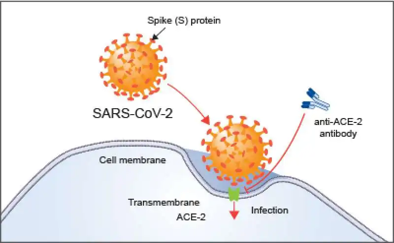 coronavirus  anticorpi 