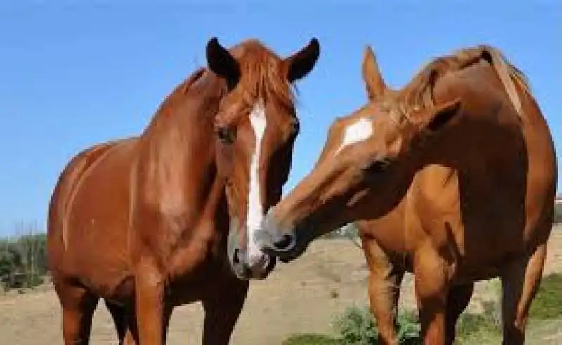 italian horse protection volterra