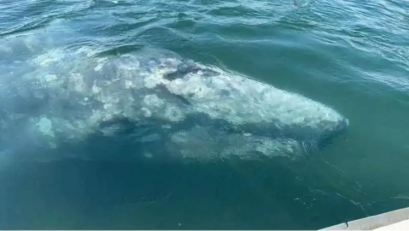 BALENA GRIGIA NAPOLI