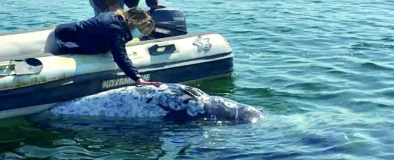 BALENA GRIGIA NAPOLI 2