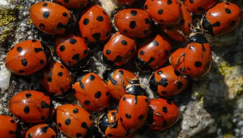 Coccinelle