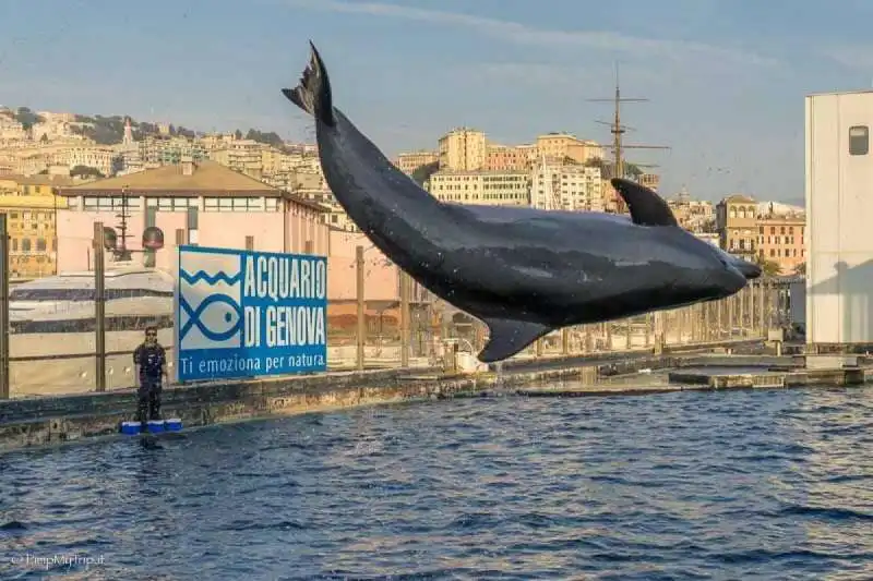 delfini acquario genova 4