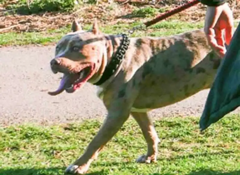 il cane che ha attaccato la famiglia