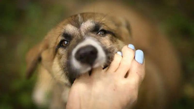 il cane vuole attenzioni 