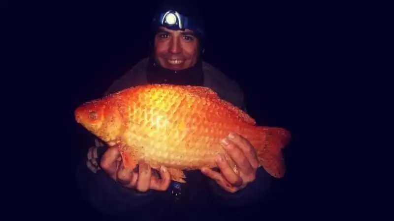 pesce rosso gigante 3