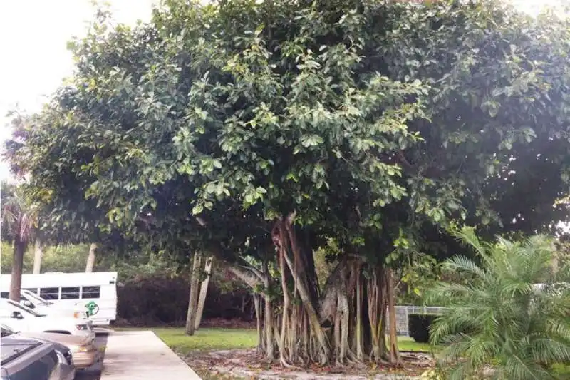 Un albero di banane