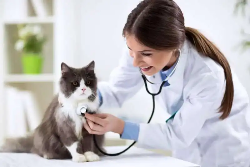 veterinario