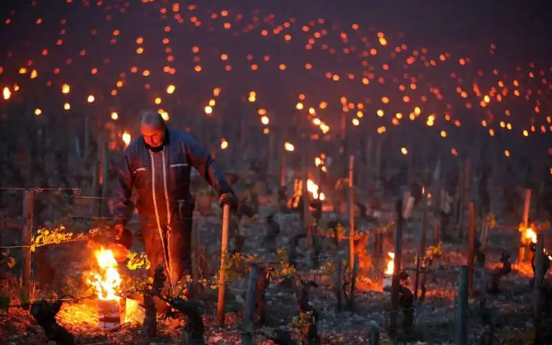 vigneti francia gelo 2