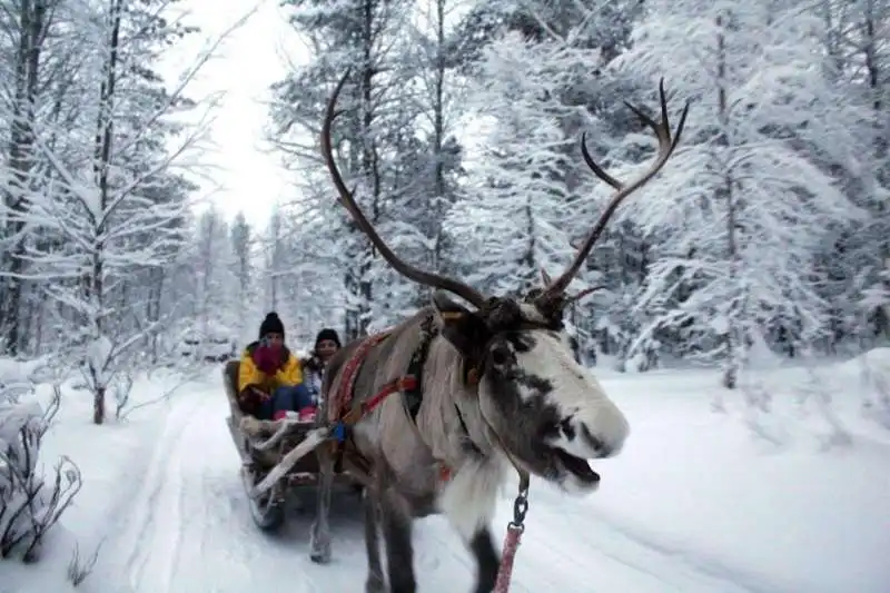 ALLEVAMENTO DI RENNE IN FINLANDIA 