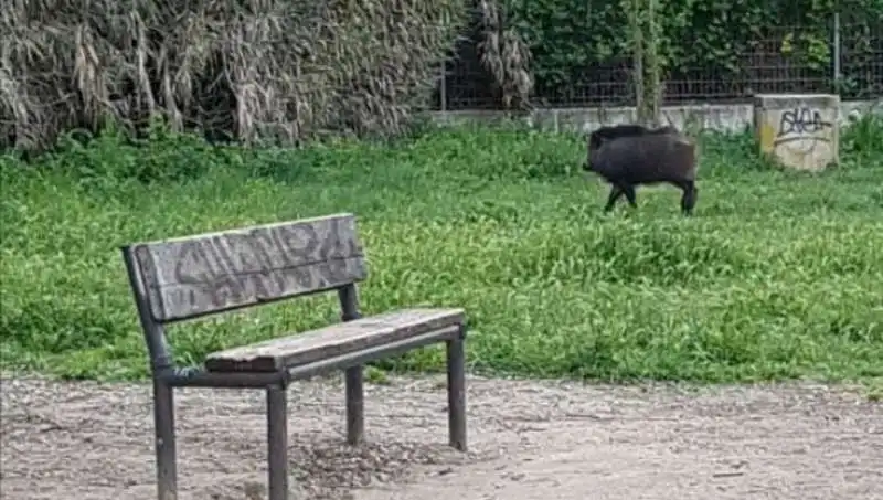 CINGHIALE SOTTO CASA DI GUALTIERI