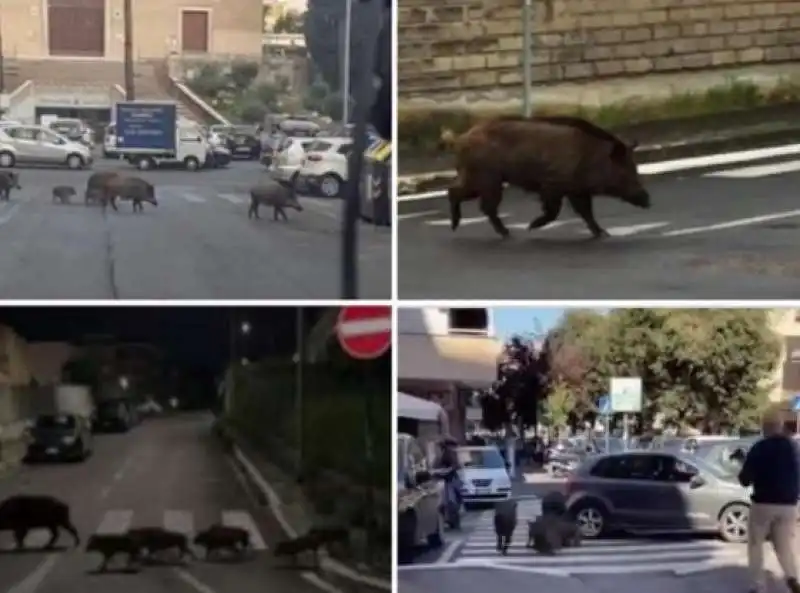 I CINGHIALI SULLE STRISCE A ROMA