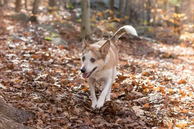 LA RAZZA DEI CANI NON NE DETERMINA IL COMPORTAMENTO 