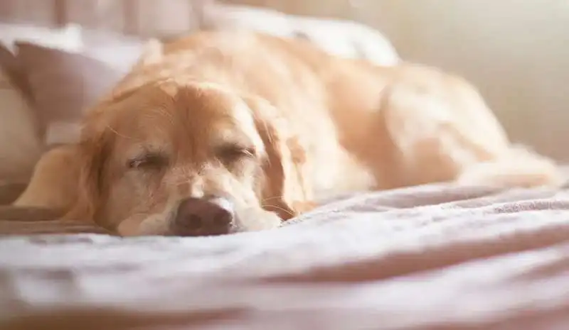 posizioni del sonno dei cani 2