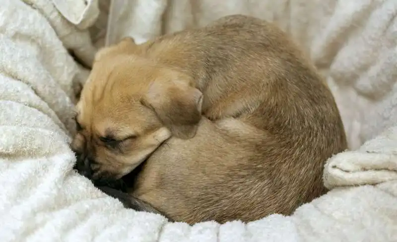 posizioni del sonno dei cani 6