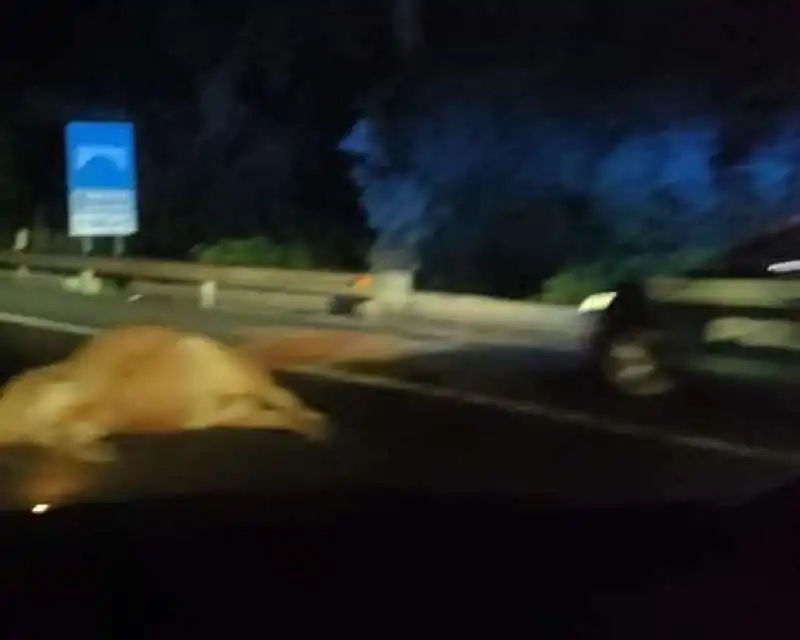 mucche in autostrada causano incidente sulla catania siracusa 