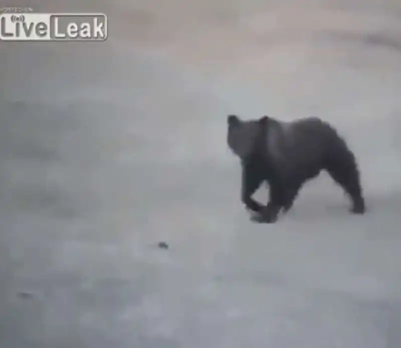 uomo incontra un orso in russia 1