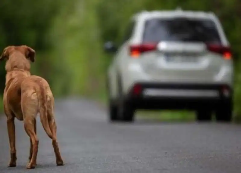 ABBANDONO DI CANE IN STRADA