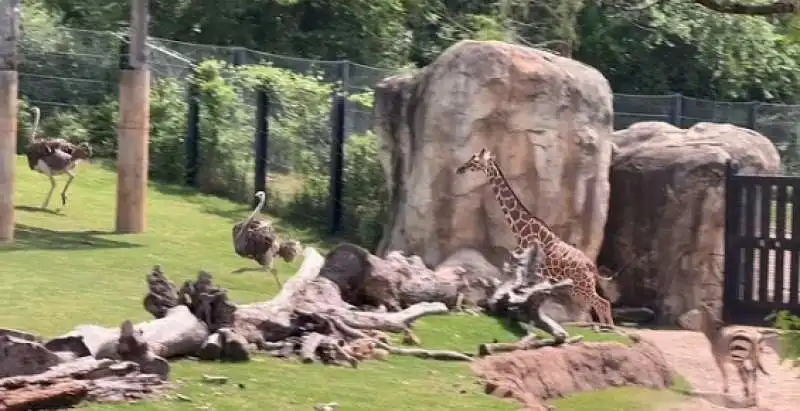 ANIMALI DELLO ZOO DI DALLAS IMPAZZISCONO DURANTE ECLISSI 