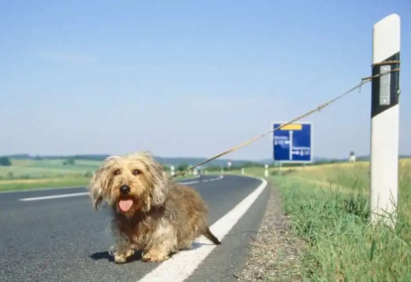 CANE ABBANDONATO IN STRADA