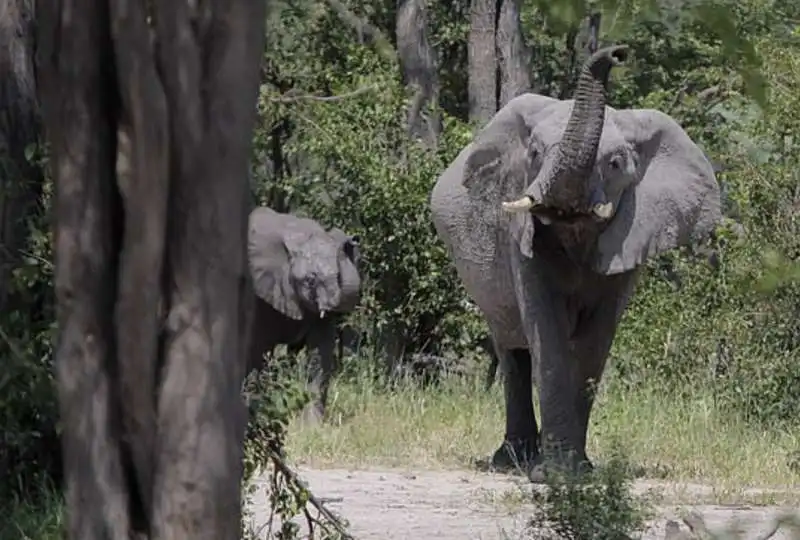 elefanti in botswana 