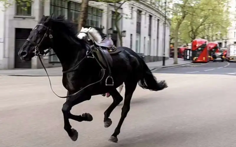 la fuga dei cavalli  della household cavalry a londra   2