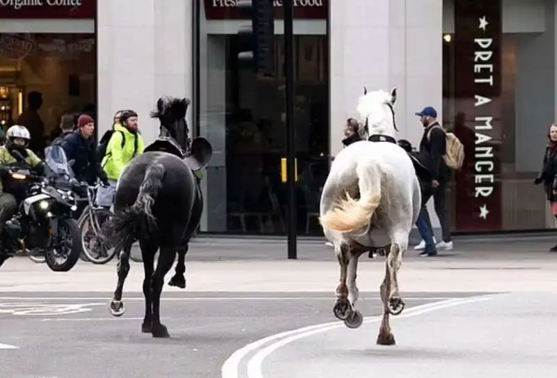 la fuga dei cavalli  della household cavalry a londra   3