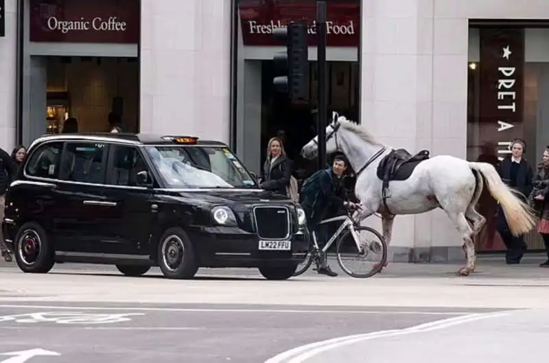 la fuga dei cavalli  della household cavalry a londra   5