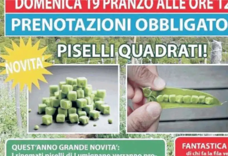 LUMIGNANO - PESCE D'APRILE PISELLI QUADRATI 