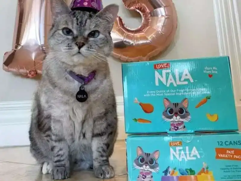 nala cat  3