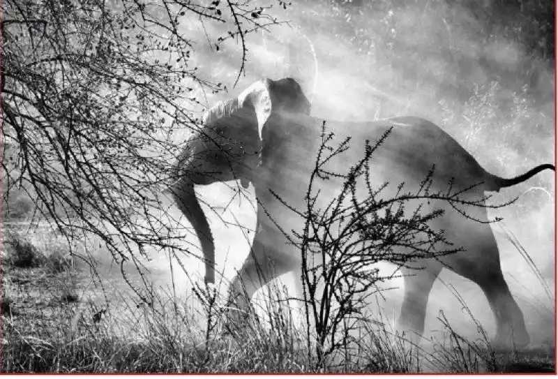 elefante nel kafue national park zambia  FOTO DI SALGADO