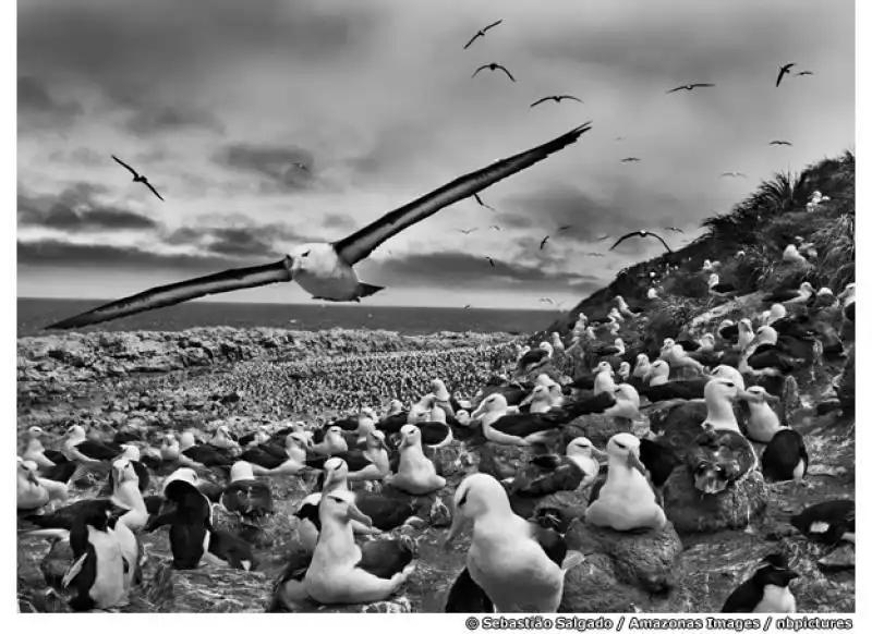 SEBASTIAO SALGADO - GENESIS