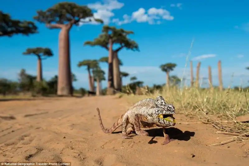 Camaleonte del Madagascar 