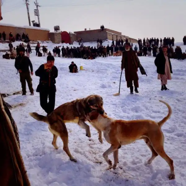 Lotta dei cani a Kabul 