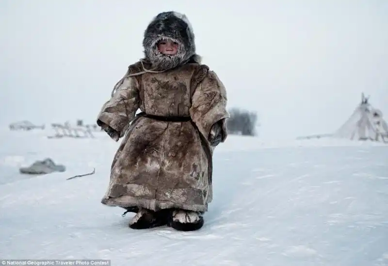 Piccolo nenet della Siberia 