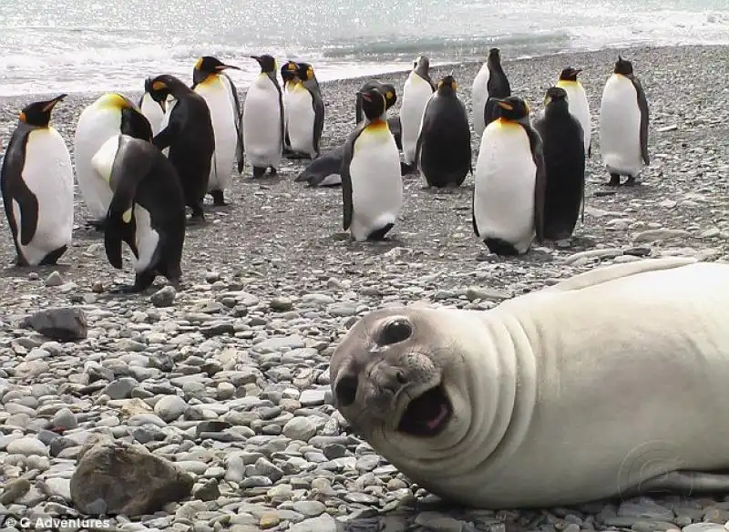 Selfie foca in Sud Georgia 