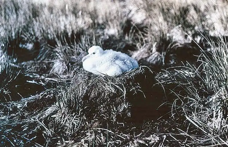 Shackleton raggiunse la Georgia Island 