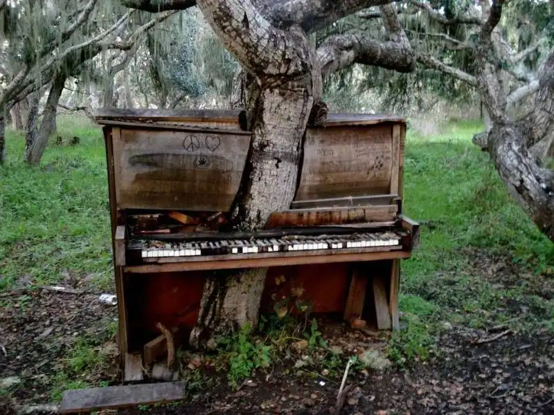 1. albero cresce attraverso pianoforte abbandonato