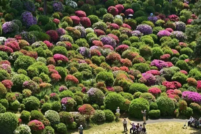 azalee in fiore a tokyo