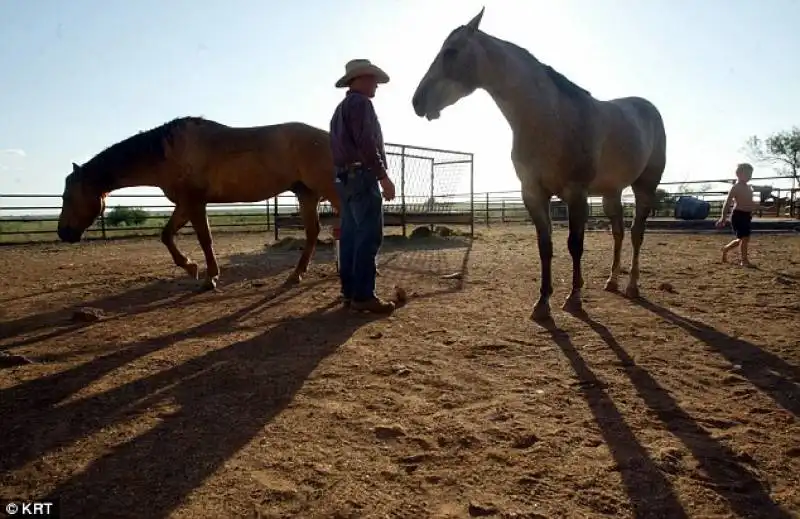 cowboy al lavoro